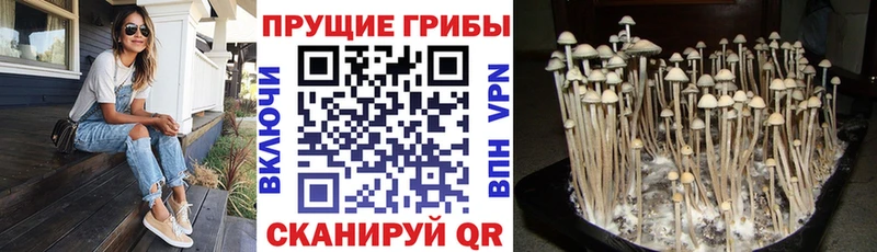mega ССЫЛКА  Маркс  Галлюциногенные грибы Psilocybe  darknet как зайти  цены наркотик 