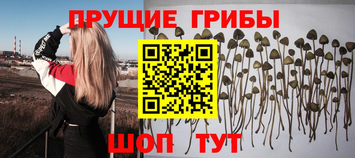 Псилоцибиновые грибы GOLDEN TEACHER Маркс